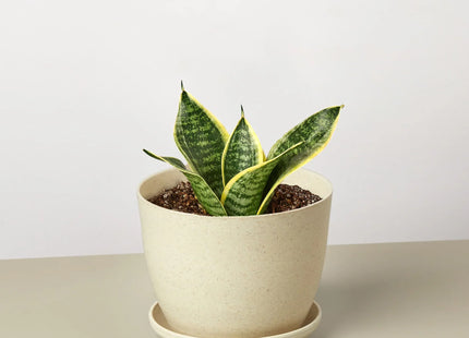Snake Plant Laurentii Dwarf