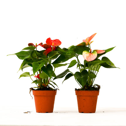 2 Anthurium Variety Pack - 4" Pots