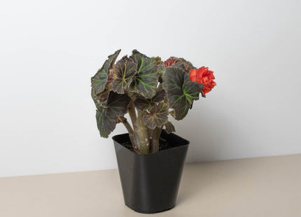 Begonia Mocca Deep Orange