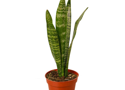 Snake Plant 'Zeylanica'