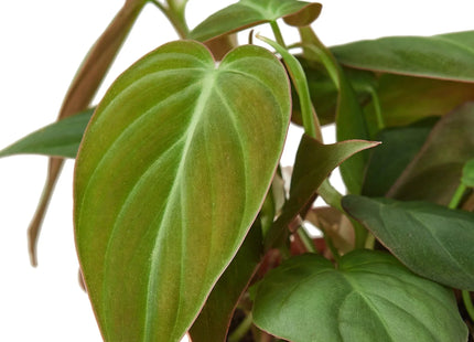 Philodendron 'Velvet'