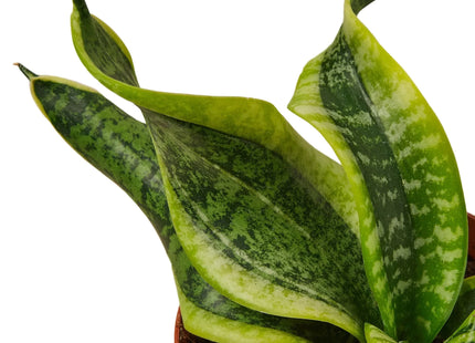 Snake Plant Twist