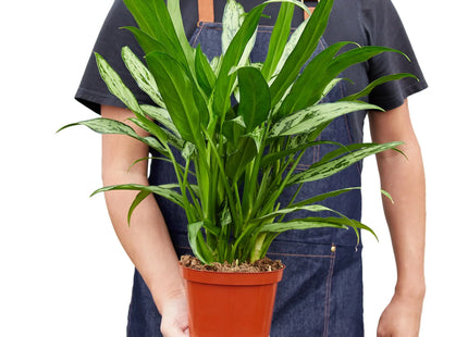 Chinese Evergreen 'Cutlass'