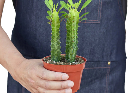 Milkstripe Euphorbia