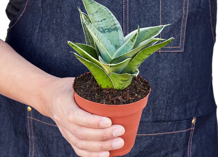 Snake Plant Starlight