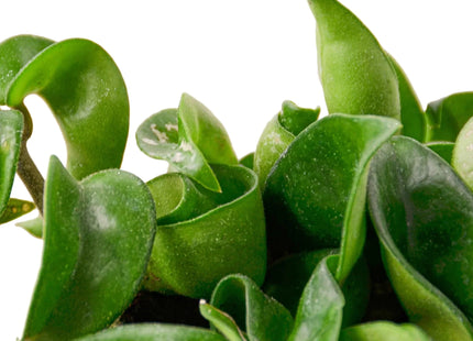 Hoya Rope Plant