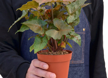 Syngonium Merry