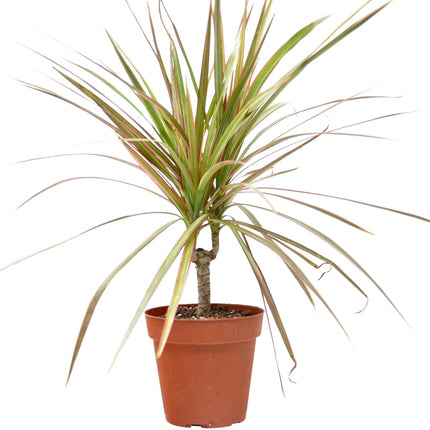 Dracaena 'Red Margined' - 4" Pot