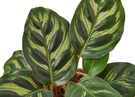 Calathea 'Makoyana'