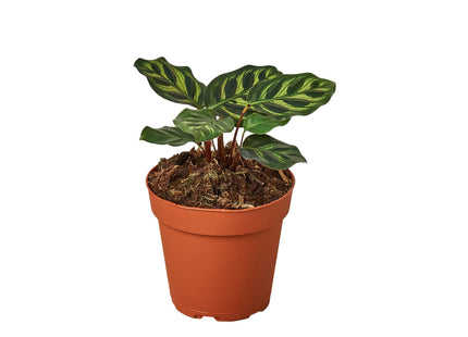 Calathea 'Makoyana'