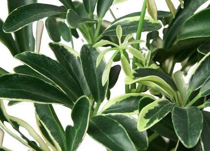 Schefflera Moonlight 'Umbrella Plant'