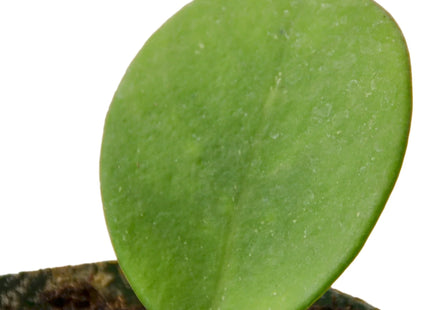 Hoya Obovata
