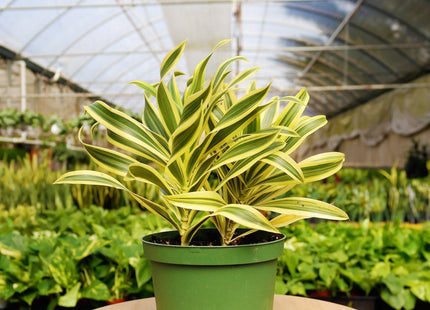 1 Mystery Plant Monthly Subscription Box