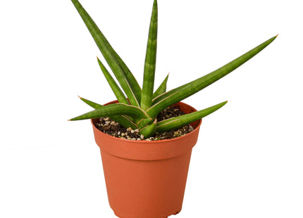 Snake 'Stuckii' - 4" Pot
