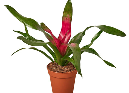 Bromeliad 'Donna'