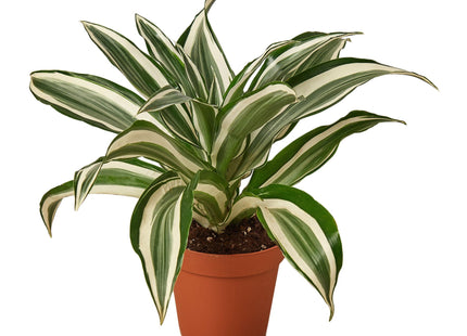 Dracaena 'Warneckii White Jewel'