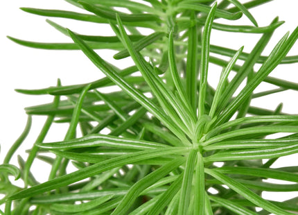 Succulent Senecio 'Himalayan' - 4" Pot