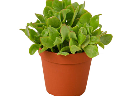 Ripple Jade Succulent