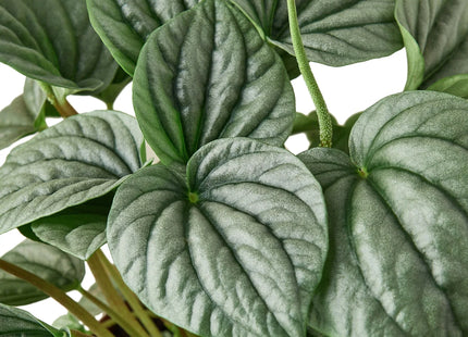 Peperomia 'Frost'