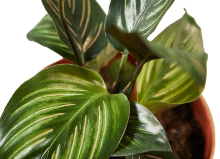 Calathea 'Beauty Star'
