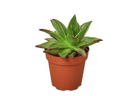 Lipstick Echeveria