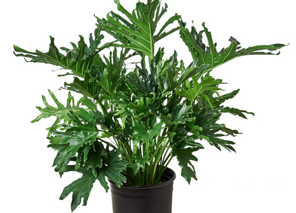 Philodendron ‘Lickety Split'