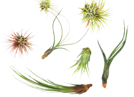 7 Air Plant Variety Pack - Tillandsias