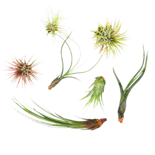 7 Air Plant Variety Pack - Tillandsias