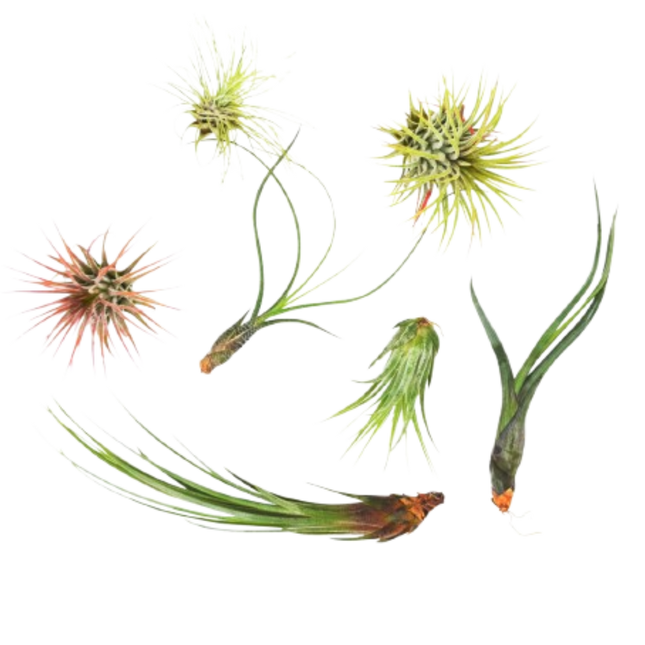 7 Air Plant Variety Pack - Tillandsias