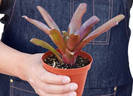 Bromeliad 'Fireball'