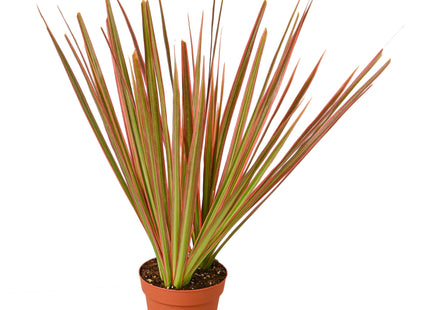 Dracaena 'Colorama'