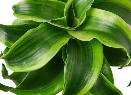 Dracaena 'Tornado'