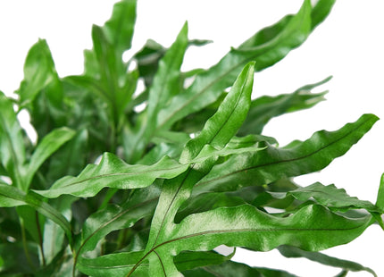 Fern 'Kangaroo Paw'