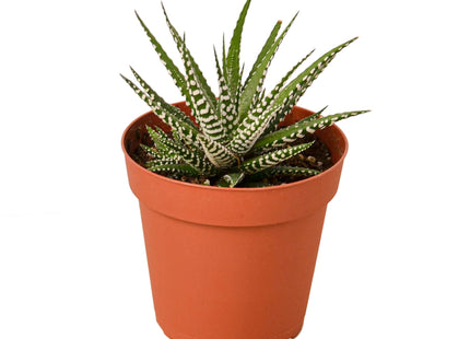 Zebra Succulent