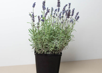 English Lavender - 6" Pot