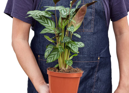 Calathea 'Grey Star'
