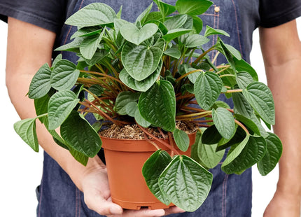 Peperomia 'Rana Verde'