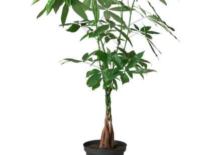 Money Tree 'Guiana Chestnut' Pachira Braid