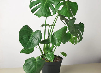 Philodendron Monstera Split-Leaf