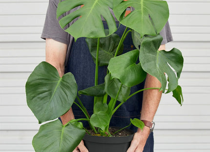 Philodendron Monstera Split-Leaf