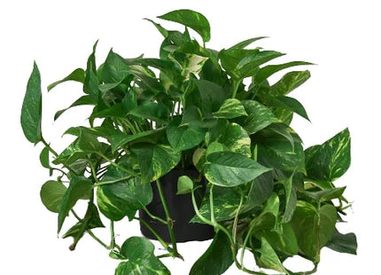 Pothos 'Golden'