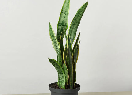 Snake Plant Laurentii