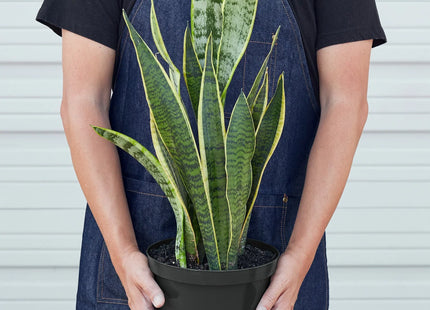 Snake Plant Laurentii