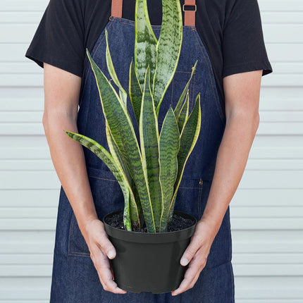 Snake Plant Laurentii