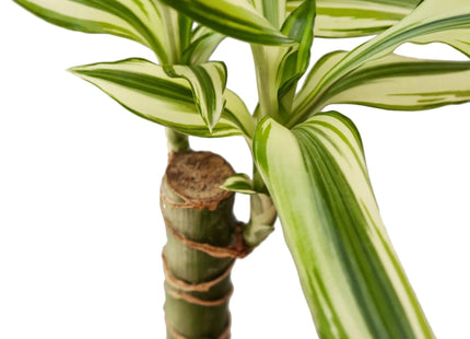 Dracaena 'Sted Sol Cane'