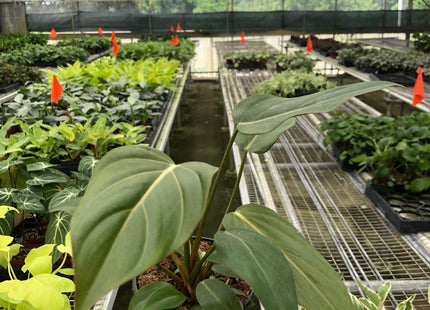 Philodendron 'Summer Glory'