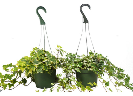 2 English Ivy Variety Pack - FREE Care Guide - 6" Hanging Pot - House Plant Shop