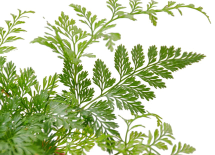 Rabbit's Foot Fern