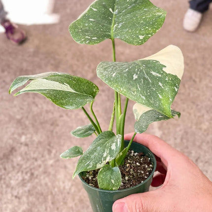 Monstera 'Thai Constellation'