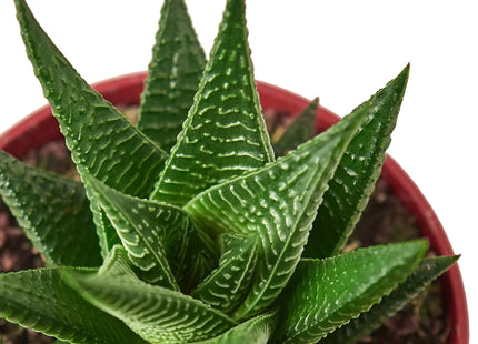 Fairy Washboard Haworthia
